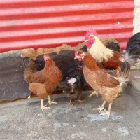 مرغ  چاق وچله|حیوانات مزرعه|برازجان, |دیوار