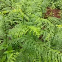 خط بیلبوردی 09100444432