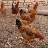 مرغ گلپایگانی جون|حیوانات مزرعه|کاشان, فاز ۲ ناجی آباد|دیوار