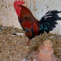 خروس خوب ۳ تا رسمی