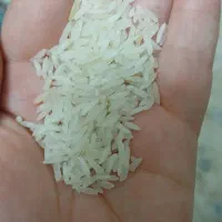 برنج هاشمی|خوردنی و آشامیدنی|قم, شهرک فاطمیه|دیوار