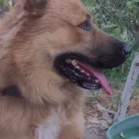 توله های این سگ نگهبان به فروش میرسد.