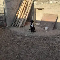 سگ تازی|سگ|اراک, |دیوار