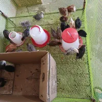 ۲۰ عدد جوجه یکماهه گلپایگانی