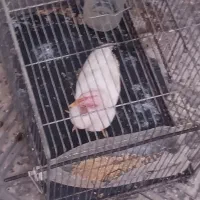 هرکدام 350هزار