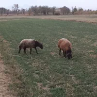 فروش بره نر  و بزغاله نر