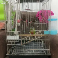 طوطی کرینچی فول رام کامل