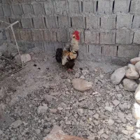 خروس|حیوانات مزرعه|بهبهان, |دیوار