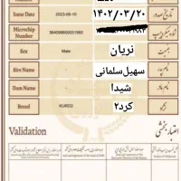 اسب کرد دو سر حال سالم مدارک میکروچیب دار|اسب و تجهیزات اسبسواری|رباطکریم, نوده|دیوار