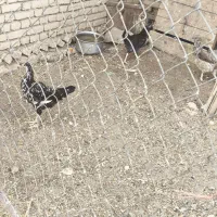 مرغ و خروس بومی|پرنده|کیار, |دیوار