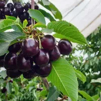 پیشفروش نهال گیلاس تکدانه سیاه مشهد