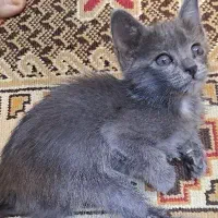 واگذاری بچه گربه 2ماه