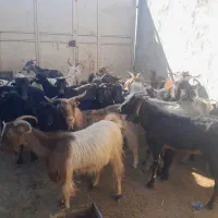 ۲۲تابز جوان ابستن دونه ۶۲۰۰ملیون|حیوانات مزرعه|خشت, |دیوار