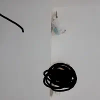 کبوتر|پرنده|اردبیل, |دیوار