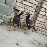 خروس سندی اصیل