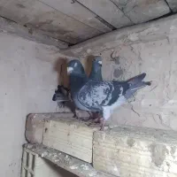 پلاکی|پرنده|لیلان, |دیوار