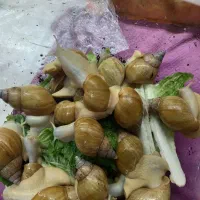 حلزون آلبینو