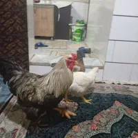 فروش خروس برهماسالم سرحال