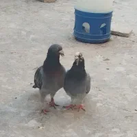 نروماده ضمانتی|پرنده|مشهد, شهید علی محمدی|دیوار