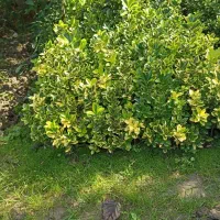 فروش شمشادهای طلایی یا ابلق، همیشه سبز، سیکاس و.