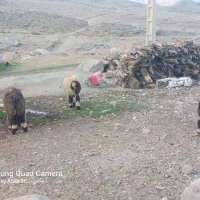 ۱۲ عدد بره نر|حیوانات مزرعه|مسجد سلیمان, |دیوار