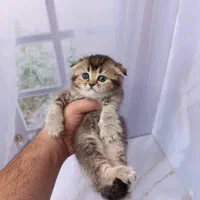 فرشته های کوچولو|گربه|سمنان, |دیوار