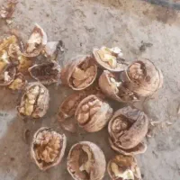 گردوالشتر|خوردنی و آشامیدنی|دره شهر, |دیوار