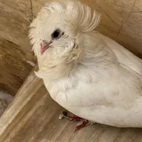 کبوتر‌گمشده