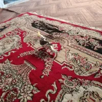 عروس هلندی سخن گو و نر و ماده تخم هم گذاشتن