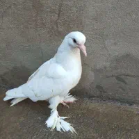 دو عدد جوجه کبوتر سسلی
