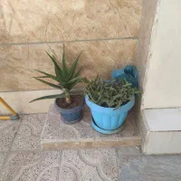 تعدادی گل طبیعی|گل و گیاه طبیعی|خرمدره, |دیوار