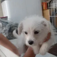 فروش سگ خانگی|سگ|کرمانشاه, |دیوار