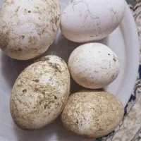 تخم نطفه دار غاز و غاز بالغ