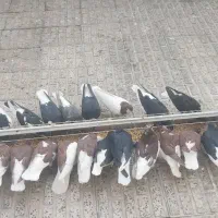 سیاهپوش|پرنده|قزوین, |دیوار