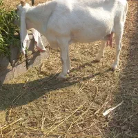 فروش  ی  حفت بز گلابی