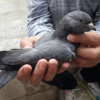 کفتر