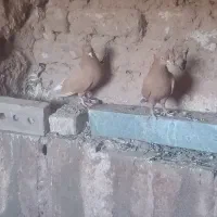 کبوتر