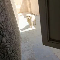 سگ پاکوتاه