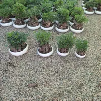 بنسای میخک