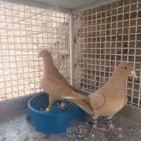 سار سرور جفت گاه جوانه زرد کرمانی