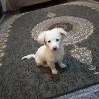 اشپیزپامر|سگ|بندرعباس, |دیوار