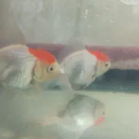 گلدفیش مولد تاج دار