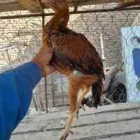 خروس لاری و جوجه لاری|حیوانات مزرعه|زاهدان, |دیوار