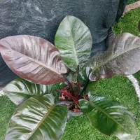 انواع گل گیاه|گل و گیاه طبیعی|خورموج, |دیوار