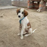 توله شکاری وروباهی