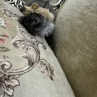 گربه اسکاتیش لانگ هیر|گربه|تبریز, |دیوار