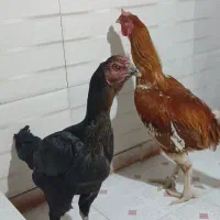 خروس و مرغ لاری|حیوانات مزرعه|گیلان غرب, |دیوار