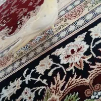 عروس هلندی لوتینو نر چشم شرابی|پرنده|لاران, |دیوار