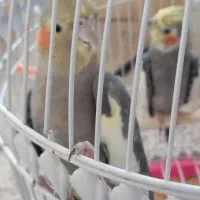عروس هلندی