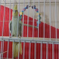 عروس هلندی مولد|پرنده|سراوان, |دیوار